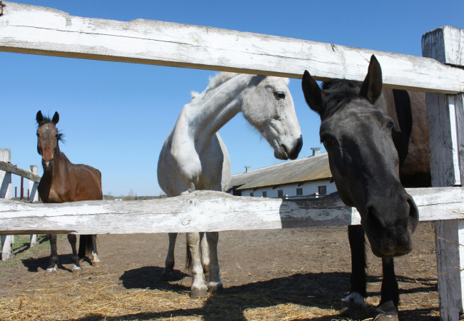 Horse Breed Test