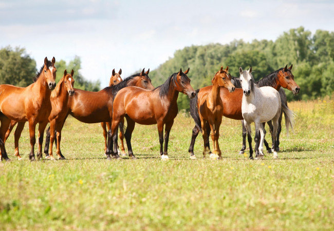 Horse breed test female