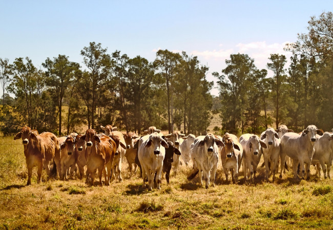 Angus Yearling